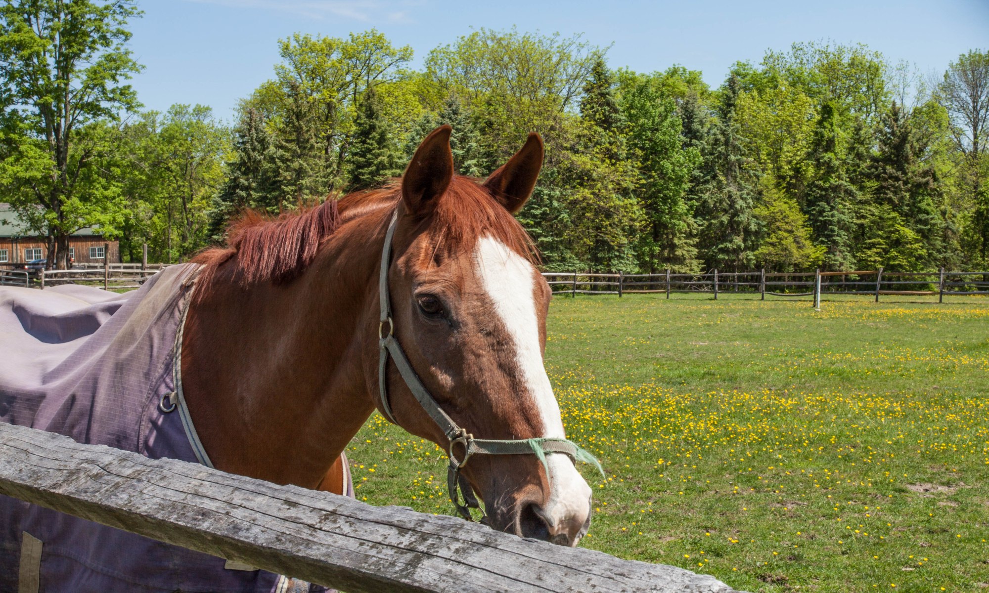 equestrian properties with beautiful horses